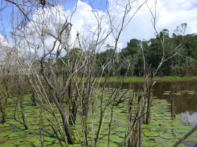 Bild des Regenwalds von Brasilien